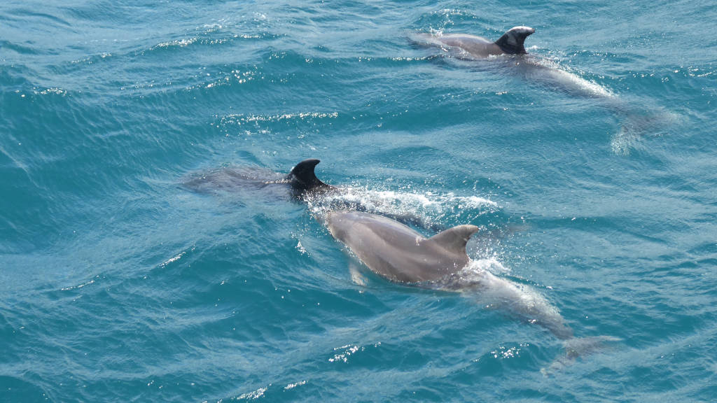 02 Dolphins at Bay of Islands Jan 2018 W1024