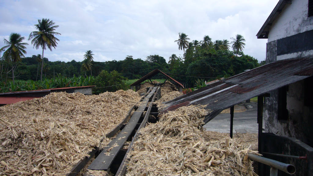 04 Sugar cane at the Rum distillery Grenada W1024