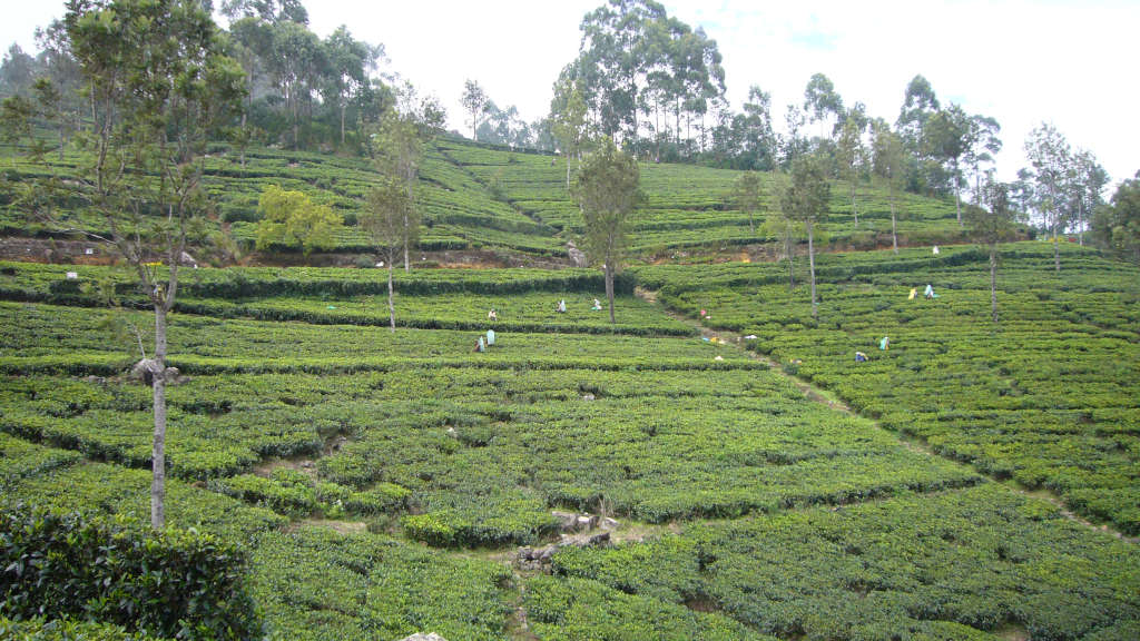 08 Dambatenne tea estate W1024