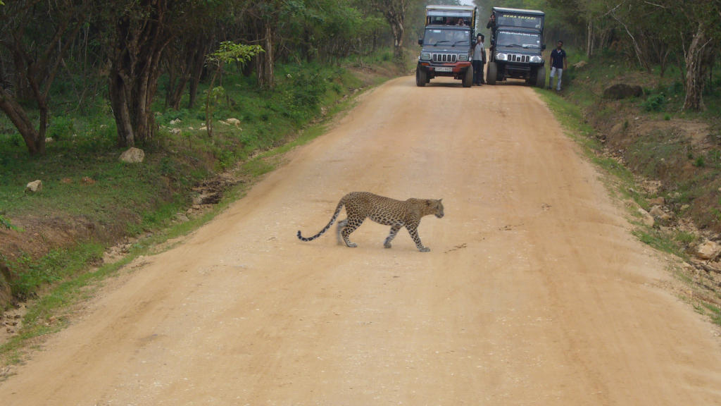 10 Leopard at Yala West National Park W1024