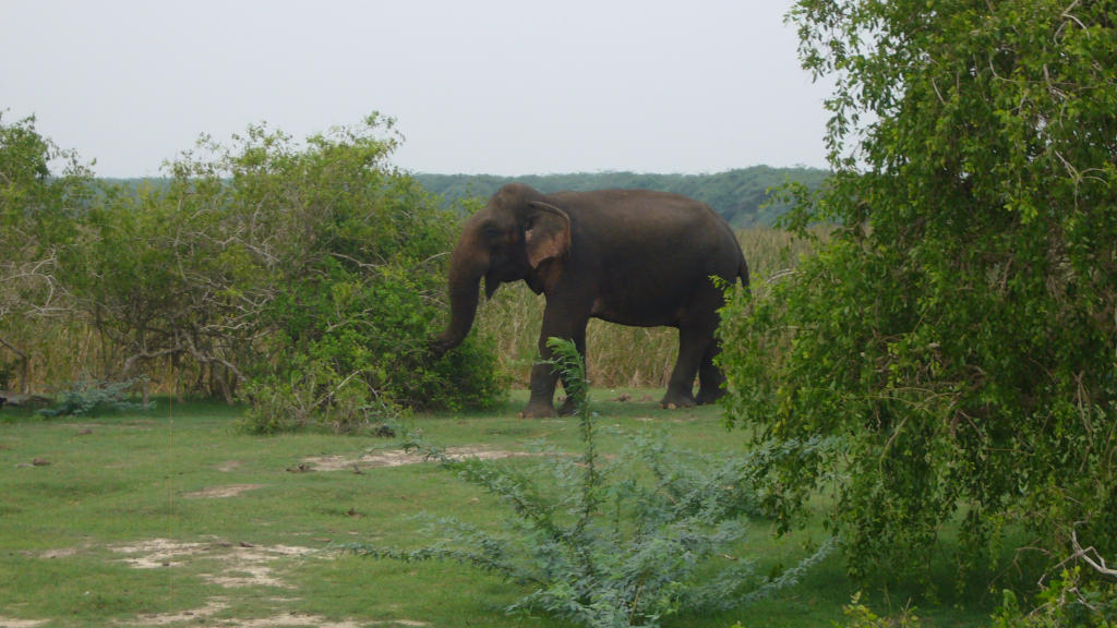 11 Elephant at Bundala National Park W1024