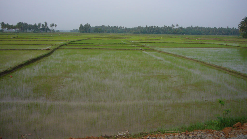 12 Rice fields near Yala W1024